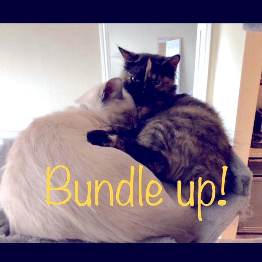 COPY - Bundle ANY THREE items in my closet get FREE shipping! 🎉🎉🎉🎉🎉🎉🎉🎉🎉